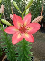 [5037 Arsenal No01.JPG]